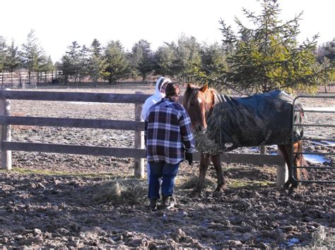 horse rescue ontario